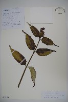 藏品(狹萼鬼吹簫)的圖片