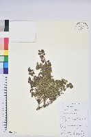 藏品(蒼山越橘)的圖片