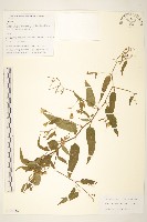 藏品(蔓黃菀)的圖片