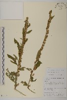 藏品(天名精)的圖片