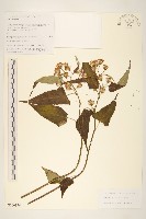 藏品(革苞千里光)的圖片