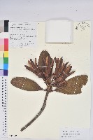 藏品(大果杜鵑)的圖片