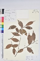 藏品(粉白越桔)的圖片