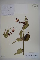 藏品(狹萼鬼吹簫)的圖片