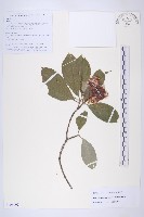 藏品(頭狀四照花)的圖片