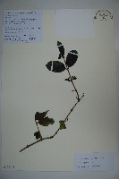 藏品(忍冬、金銀花)的圖片