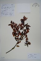 藏品(雲南冬青)的圖片