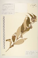 藏品(鉅葉尾藥菊)的圖片