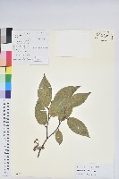 藏品(南燭)的圖片