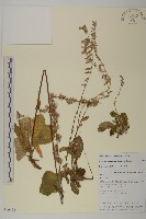 藏品(狹葉兔兒風)的圖片