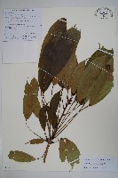 藏品(長梗常春木)的圖片