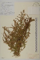 藏品(牛尾蒿)的圖片