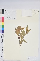 藏品(柳條杜鵑)的圖片