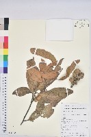 藏品(滇石櫟)的圖片