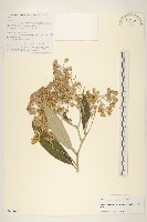 藏品(黃白尾藥菊)的圖片