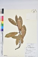 藏品(大白杜鵑)的圖片