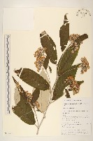 藏品(黃白尾藥菊)的圖片