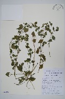 藏品(三花槍刀菜)的圖片