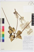 藏品(小白頭翁、野棉花)的圖片