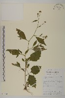 藏品(菊葉魚眼草)的圖片