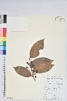 藏品(軟骨邊越桔)的圖片