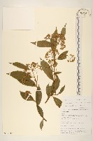 藏品(腺毛尾藥菊)的圖片