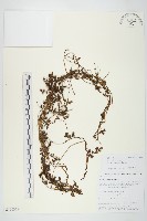 藏品(日本菟絲子)的圖片