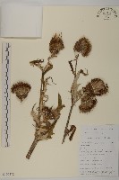 藏品(總序薊)的圖片