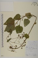 藏品(下田菊)的圖片