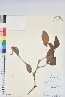 藏品(附生杜鵑)的圖片