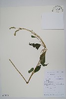 藏品(土牛膝)的圖片