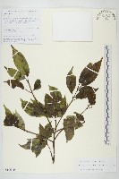 藏品(西藏青莢葉)的圖片