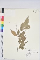 藏品(星刺栲、短刺錐粟)的圖片