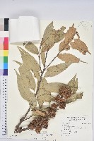 藏品(細刺苦櫧、草野錐果)的圖片