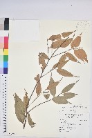 藏品(火燒柯、栲樹)的圖片