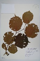 藏品(榛樹)的圖片