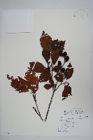 藏品(臺灣赤楊、臺灣榿木)的圖片