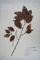 藏品(臺灣赤楊、臺灣榿木)的圖片