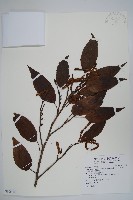 藏品(臺灣赤楊、臺灣榿木)的圖片