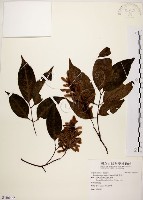 藏品(黃杞)的圖片