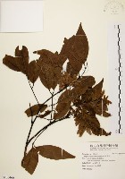 藏品(黃杞)的圖片