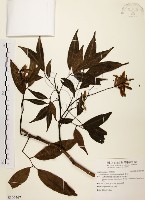 藏品(黃杞)的圖片