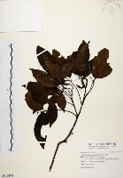 藏品(黃杞)的圖片