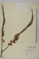 藏品(木麻黃)的圖片