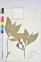 藏品(三斗石櫟)的圖片