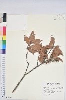 藏品(三斗石櫟)的圖片