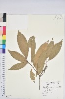 藏品(三斗石櫟)的圖片