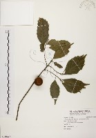 藏品(油葉石櫟)的圖片