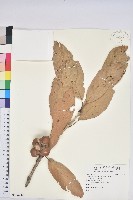 藏品(大葉石櫟、大葉校栗)的圖片