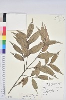 藏品(烏來柯)的圖片